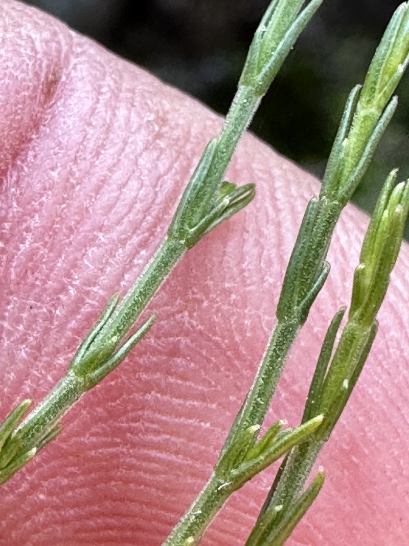 Asperula ambleia photo 6