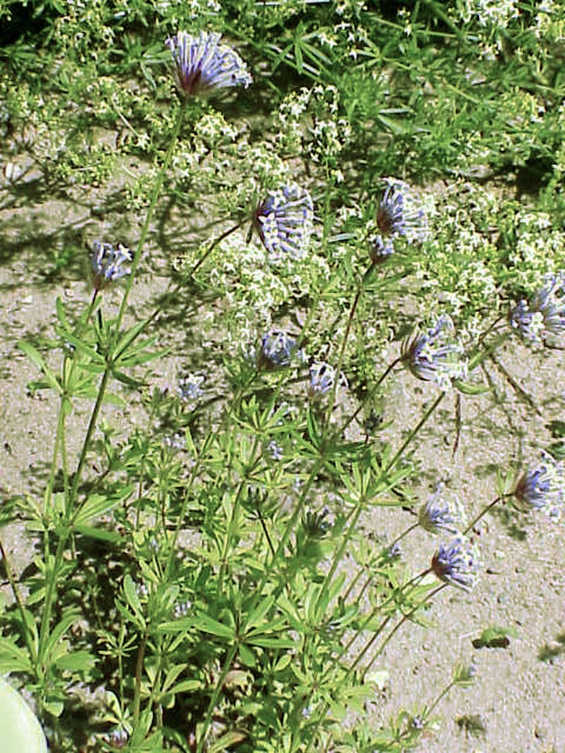 Blue Woodruff