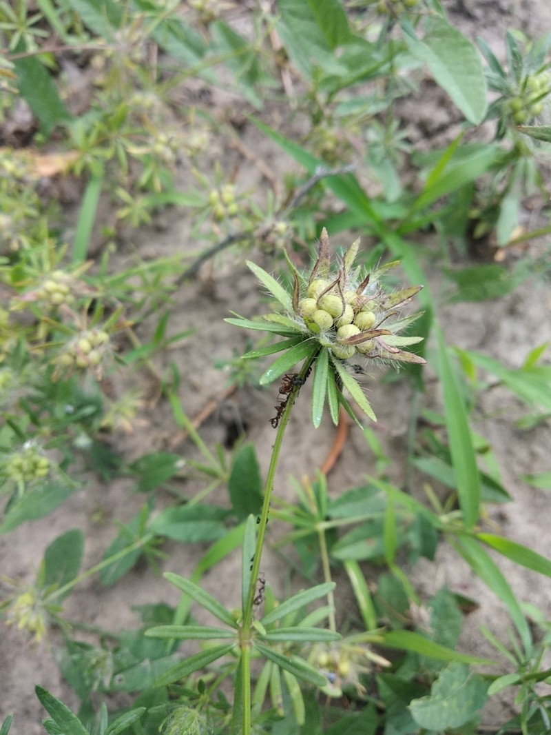 Blue Woodruff photo 3
