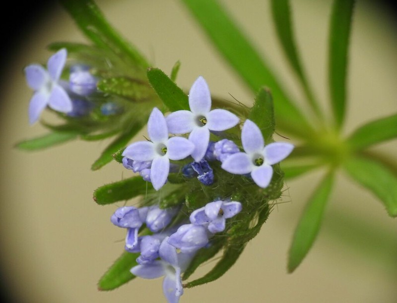 Blue Woodruff photo 4