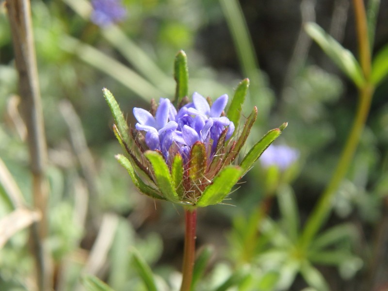 Blue Woodruff photo 5