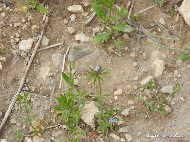 Blue Woodruff photo 6