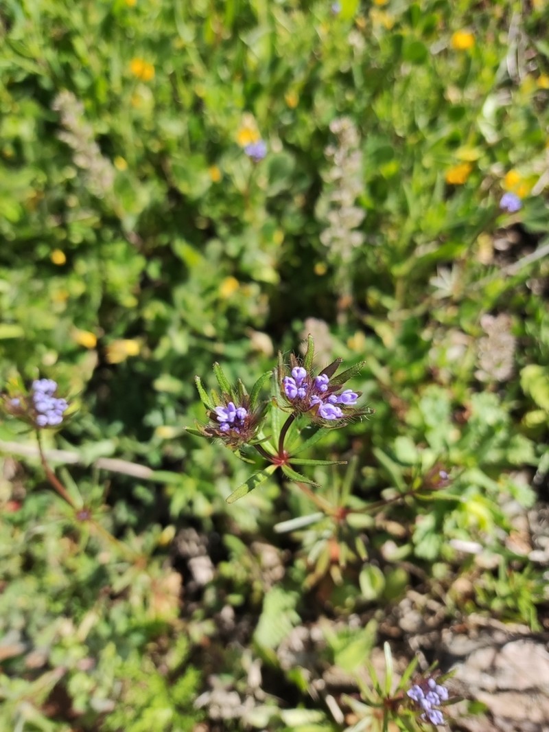 Blue Woodruff photo 7