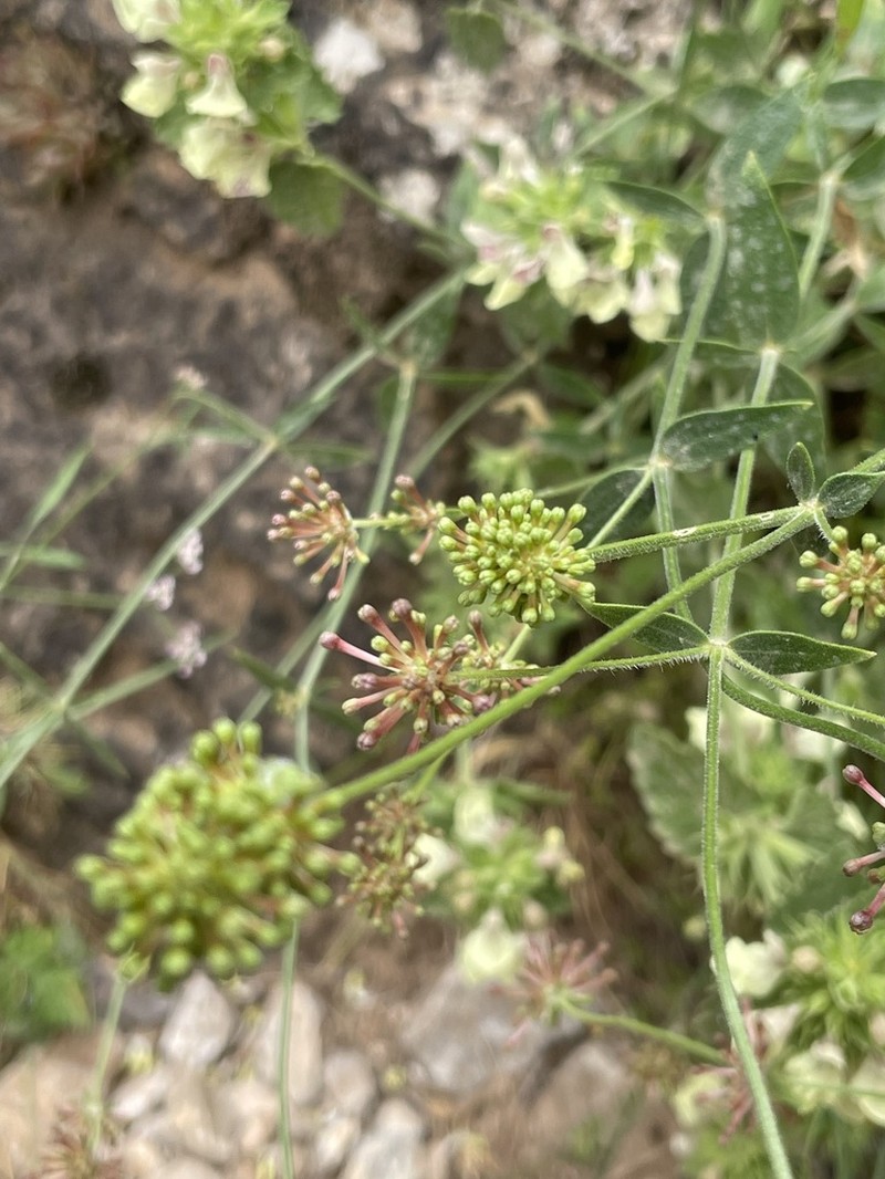 Asperula asterocephala
