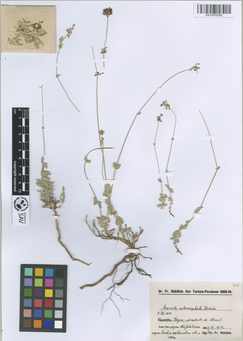Asperula asterocephala photo 2