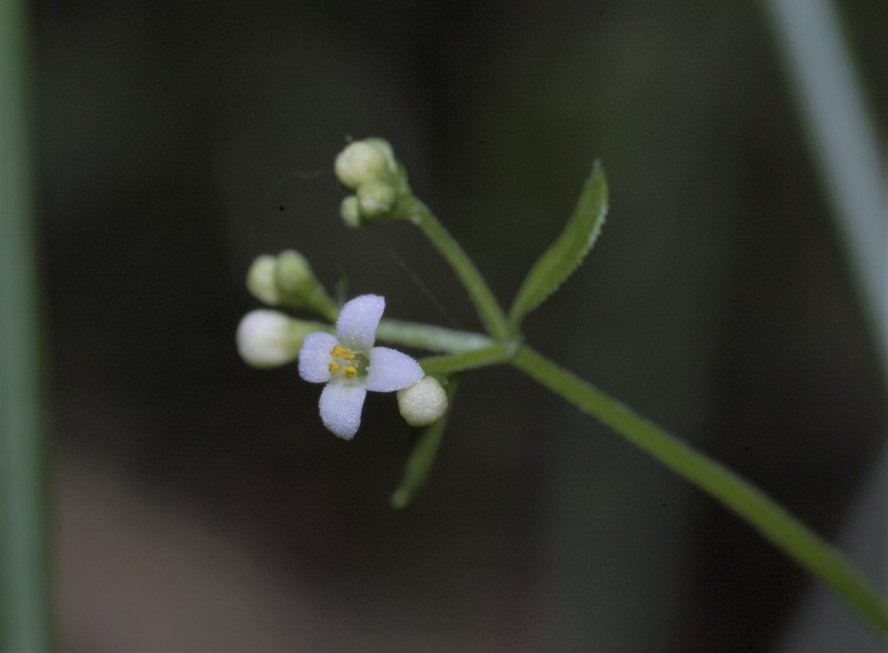 Asperula asthenes