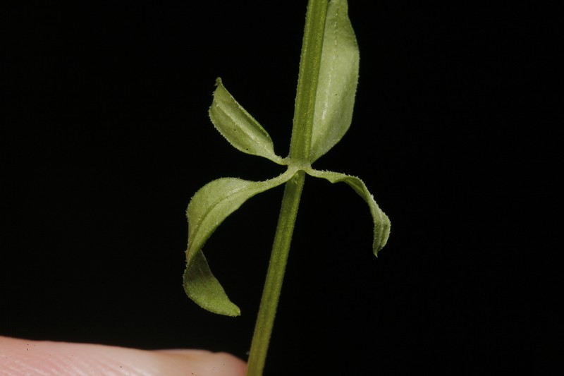 Asperula asthenes photo 3
