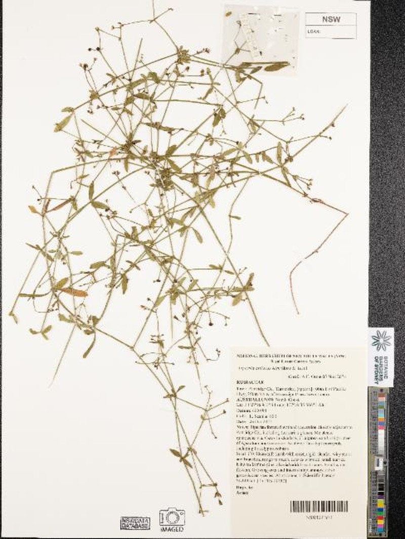 Asperula asthenes photo 2
