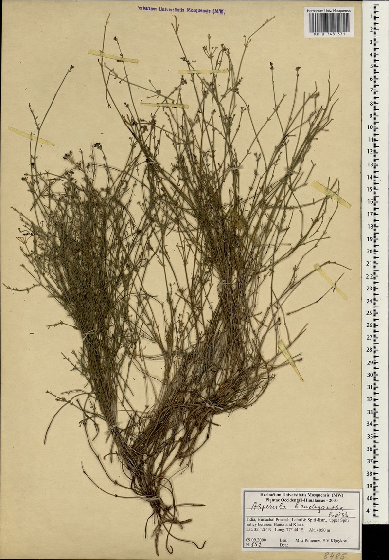 Asperula brachyantha