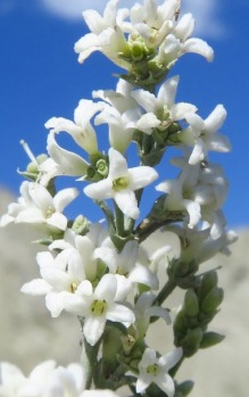 Asperula cankiriensis