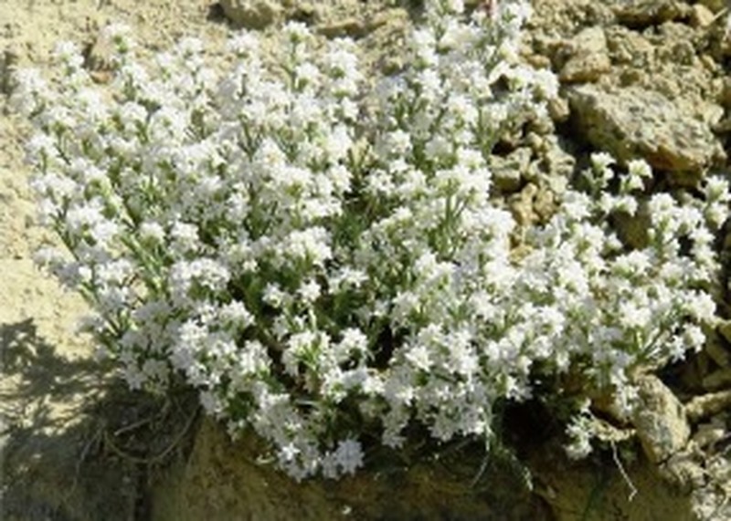 Asperula cankiriensis photo 2