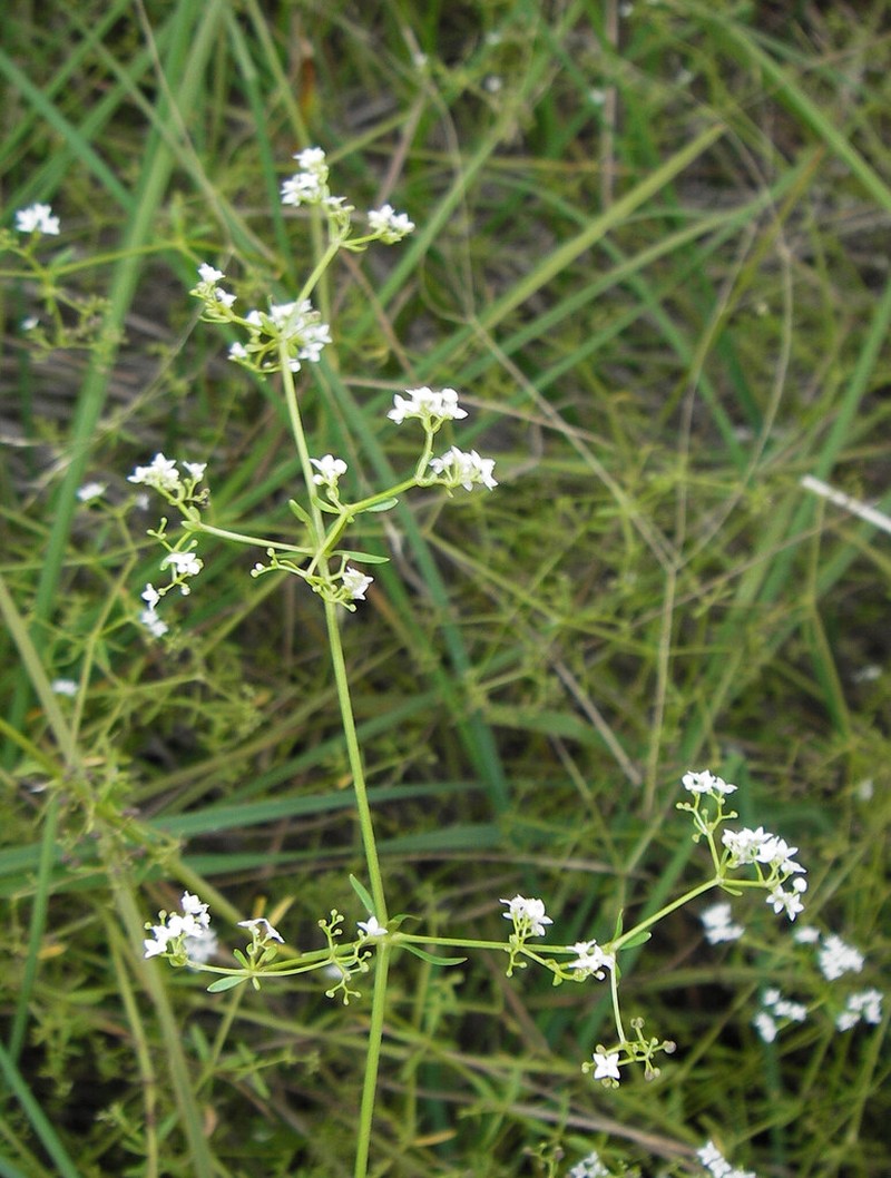 Asperula charophyton photo 4