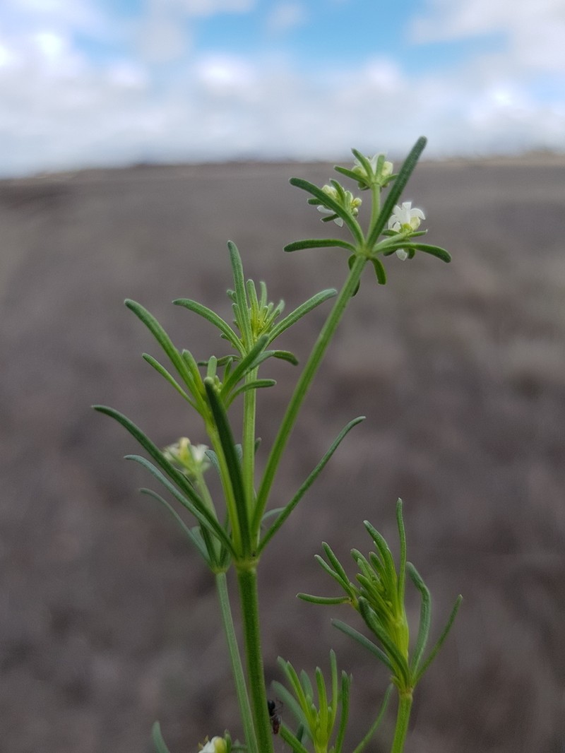 Asperula charophyton photo 5