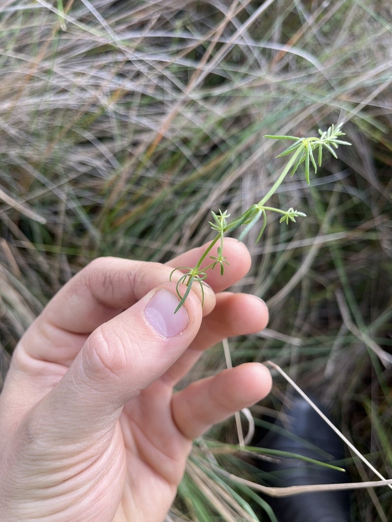 Asperula charophyton