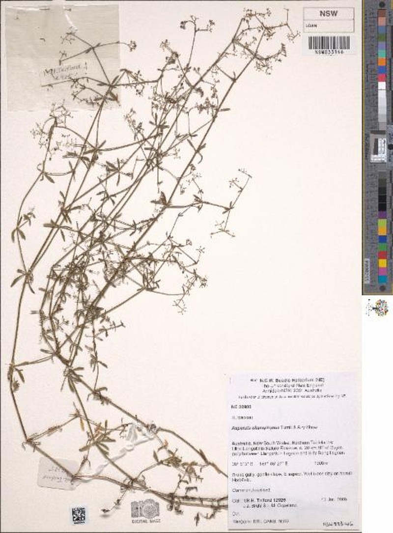 Asperula charophyton photo 2