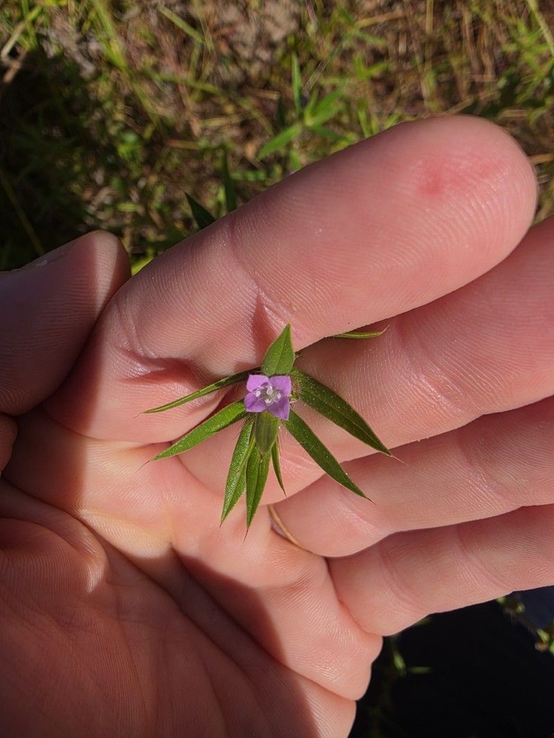 Asperula charophyton photo 3