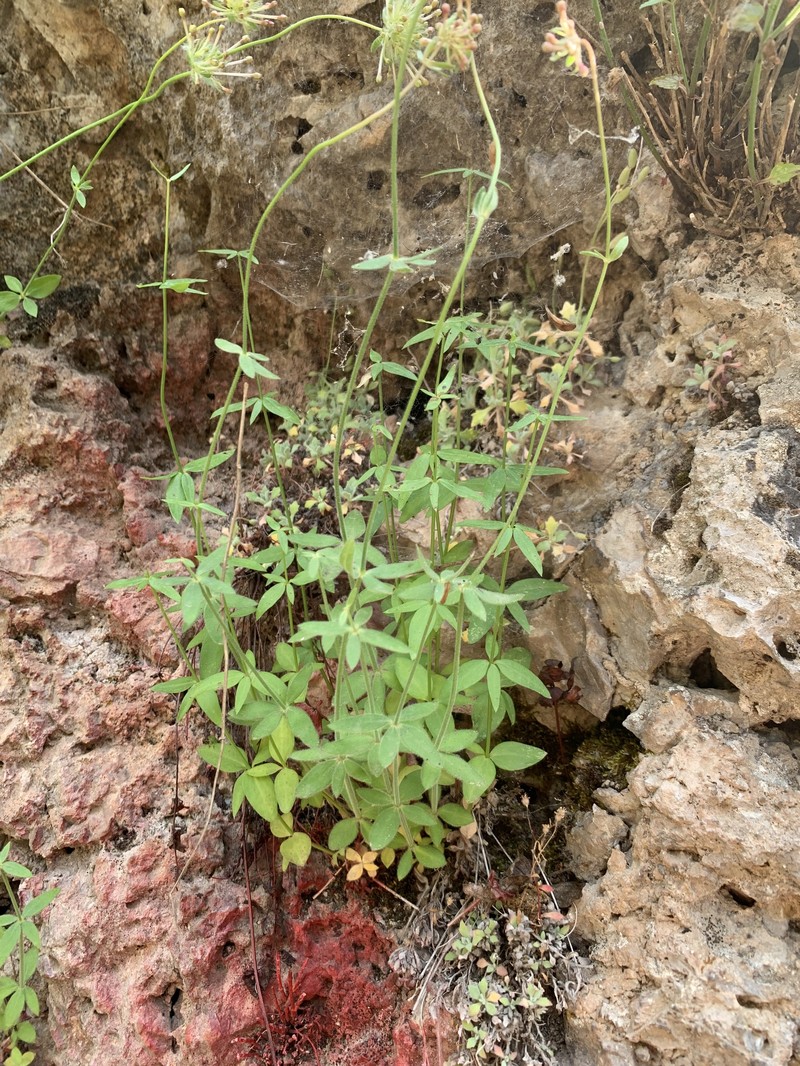 Asperula comosa photo 2