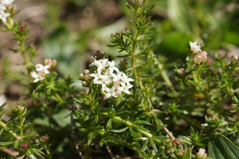 Asperula conferta