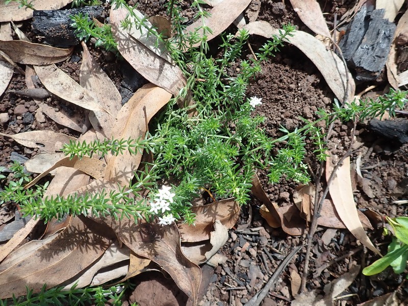 Asperula conferta photo 2