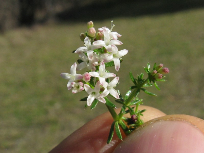 Asperula conferta photo 3