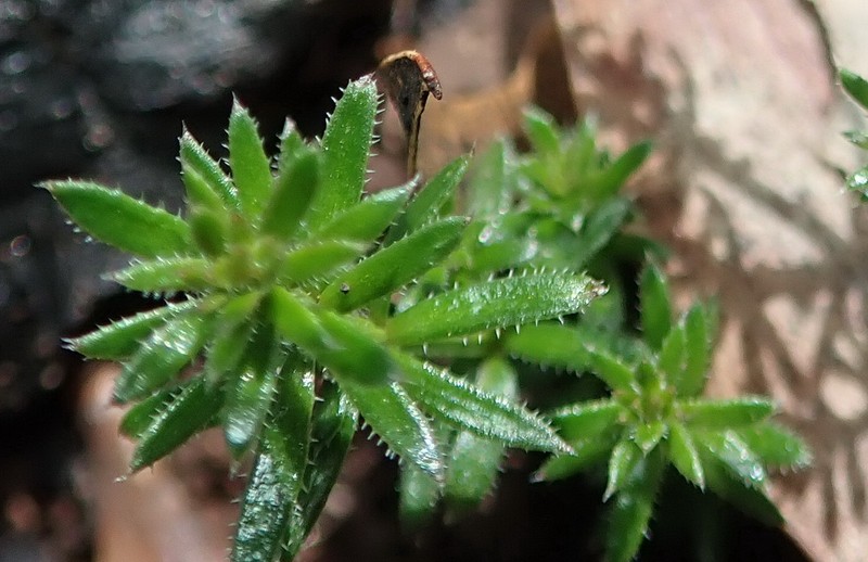 Asperula conferta photo 4