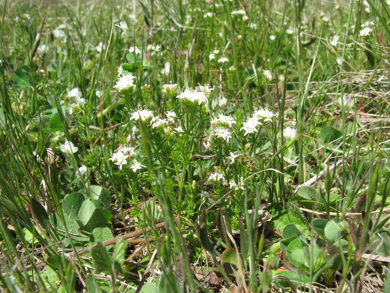 Asperula conferta photo 5