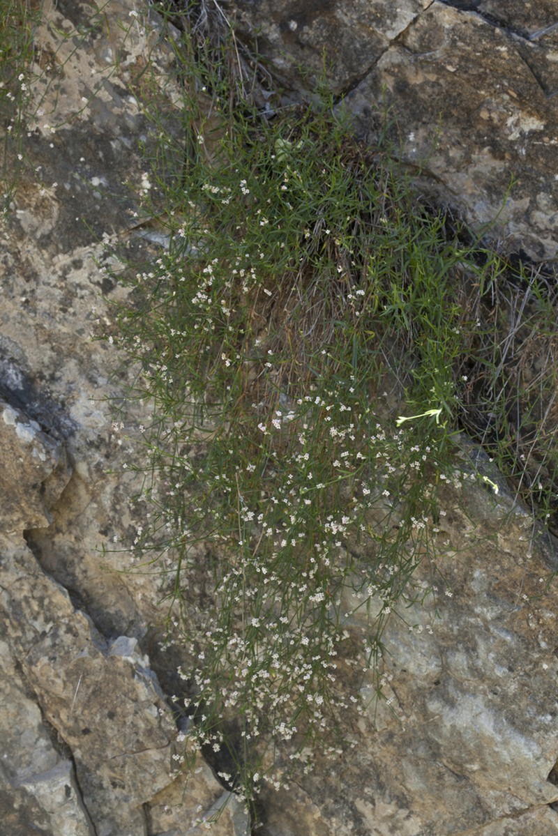 Asperula congesta photo 2
