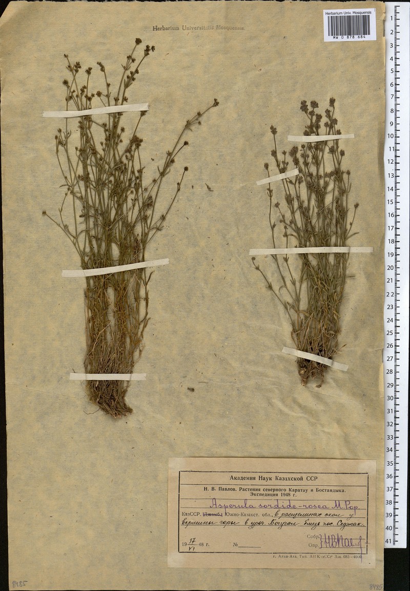Asperula congesta photo 3