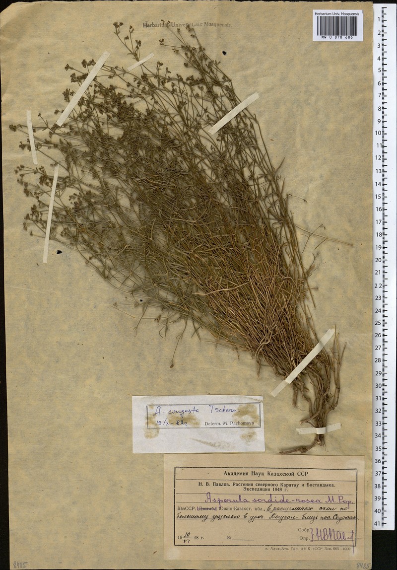 Asperula congesta photo 4