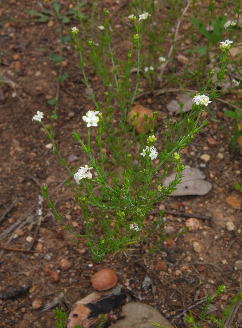 Asperula cunninghamii
