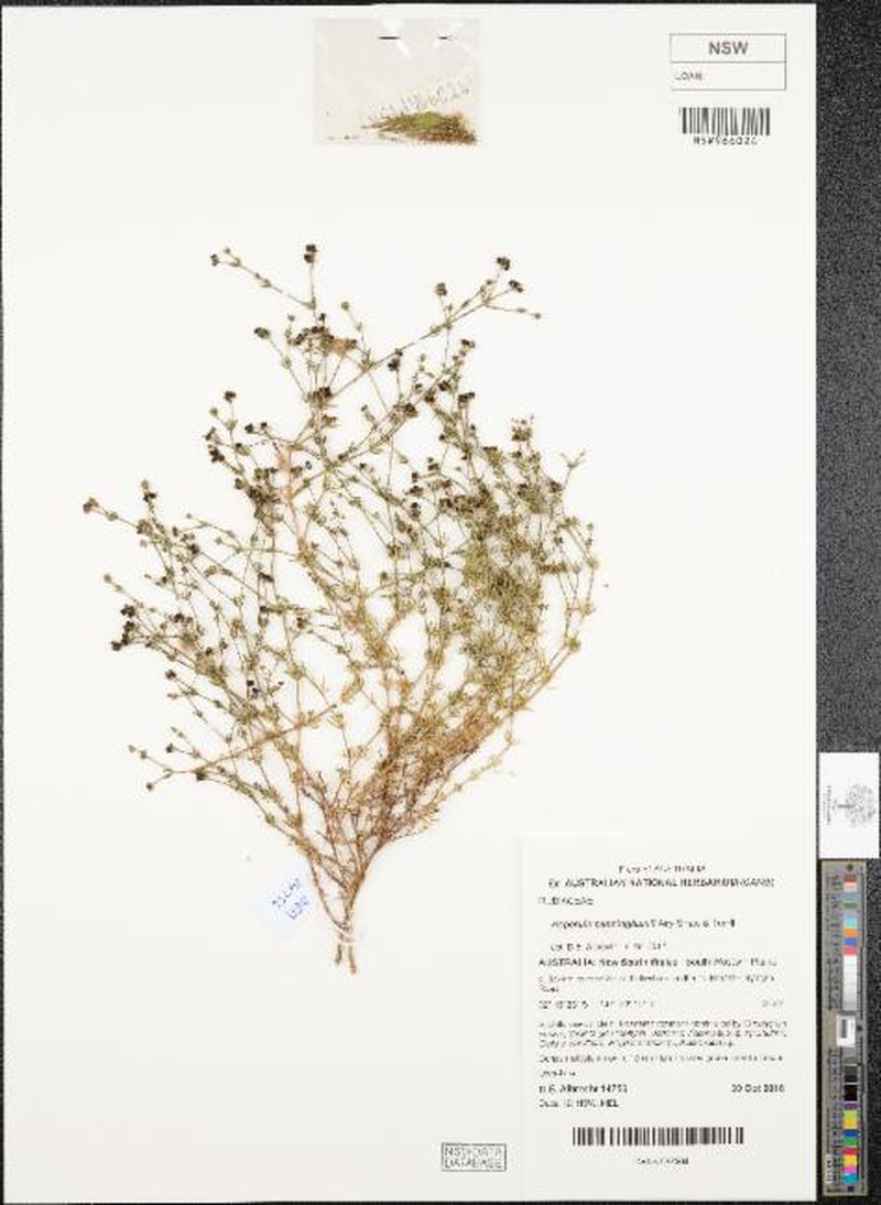 Asperula cunninghamii