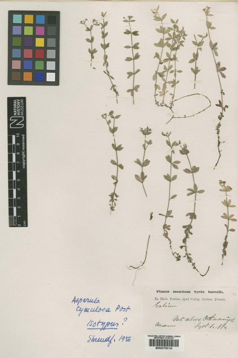 Asperula cymulosa