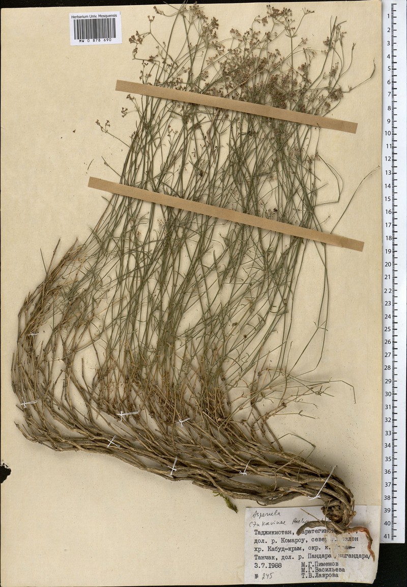 Asperula czukavinae