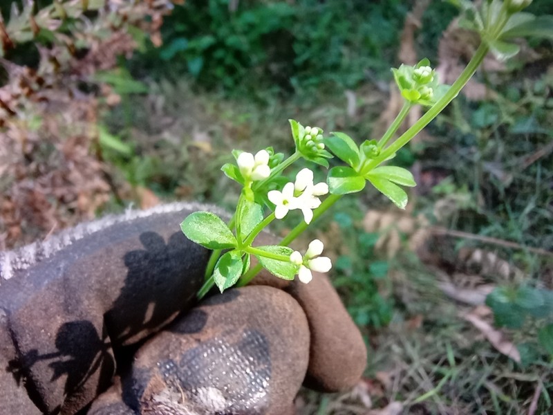 Asperula euryphylla