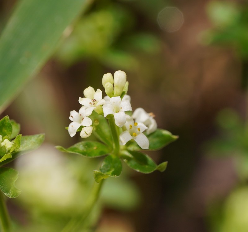Asperula euryphylla photo 2