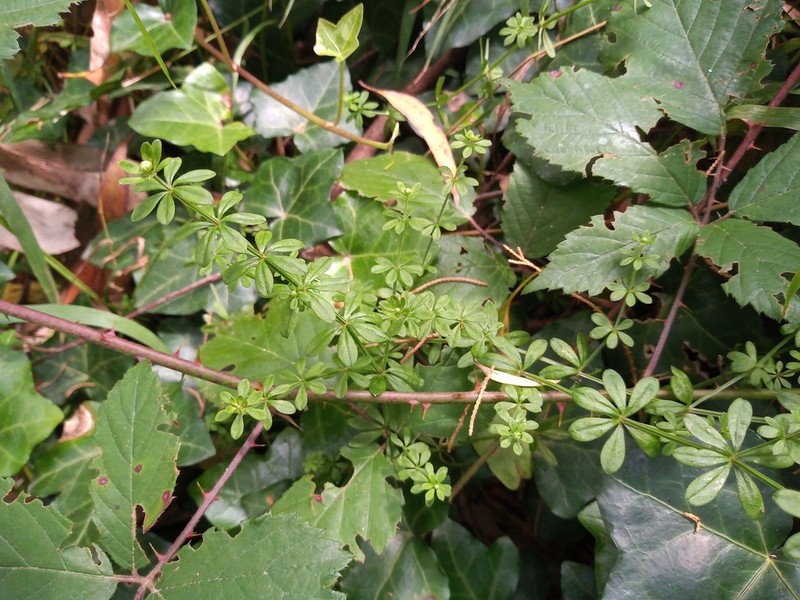 Asperula euryphylla photo 3