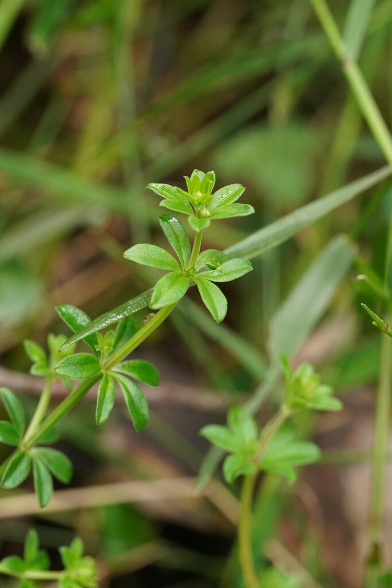 Asperula euryphylla photo 4
