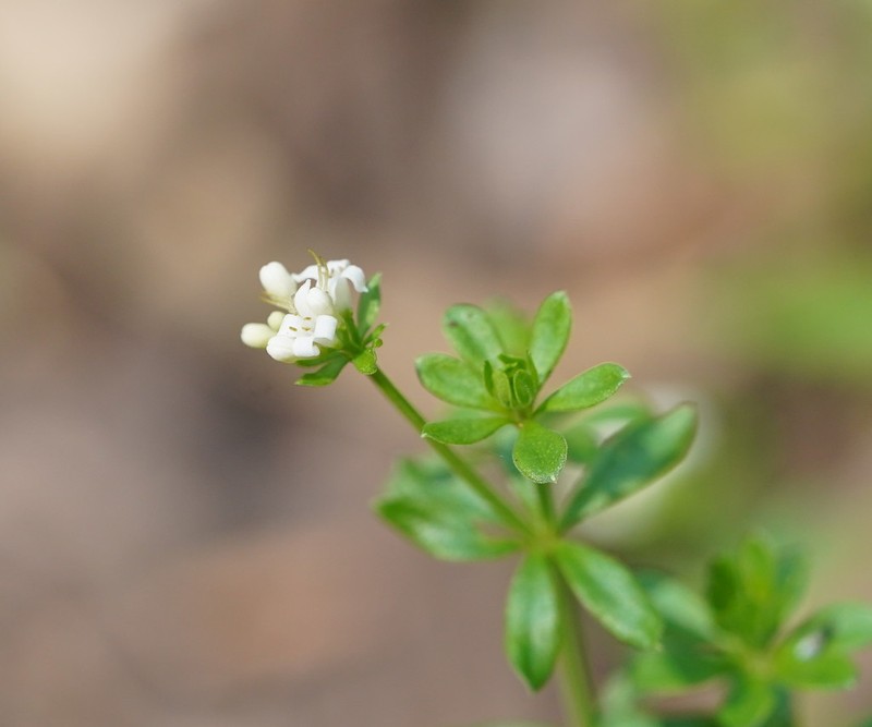 Asperula euryphylla photo 5