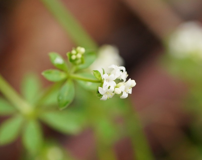 Asperula euryphylla photo 6