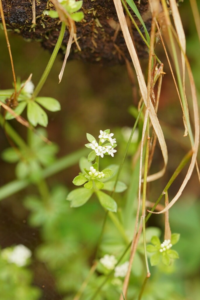 Asperula euryphylla photo 7
