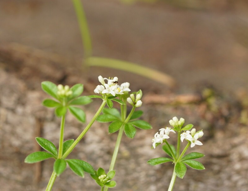 Asperula euryphylla photo 8