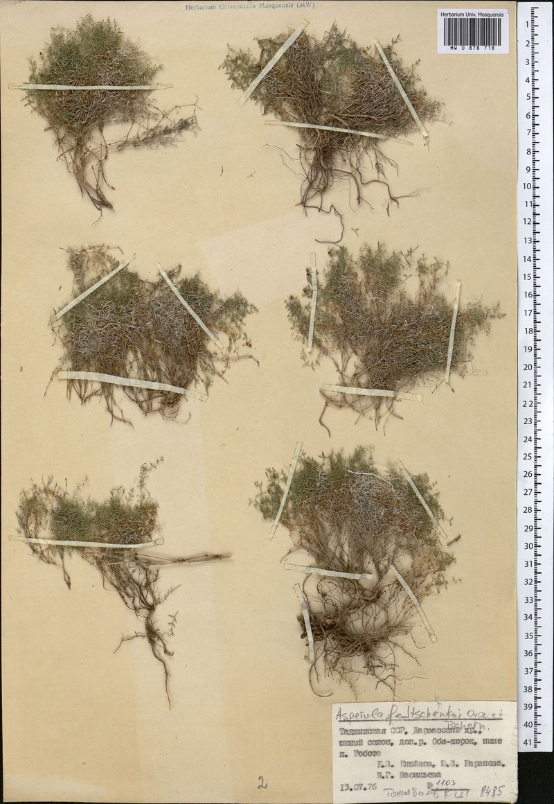 Asperula fedtschenkoi