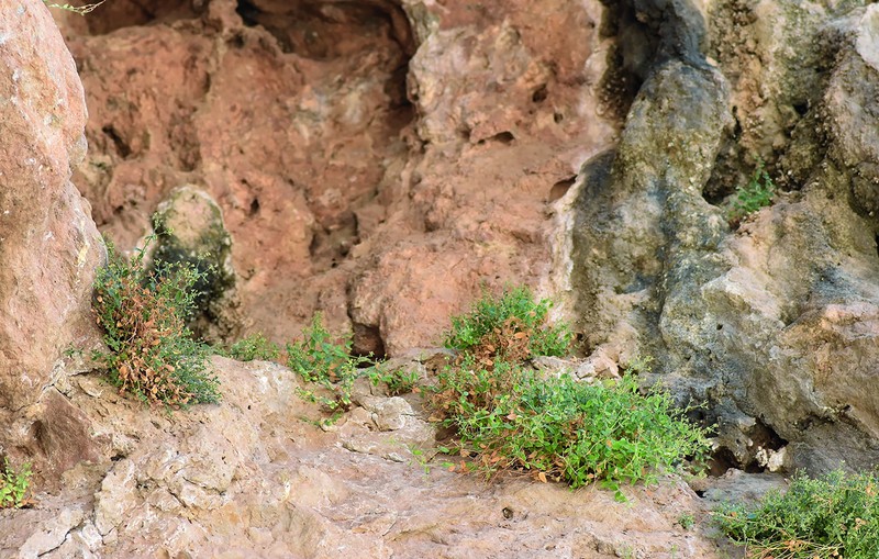 Asperula fidanii