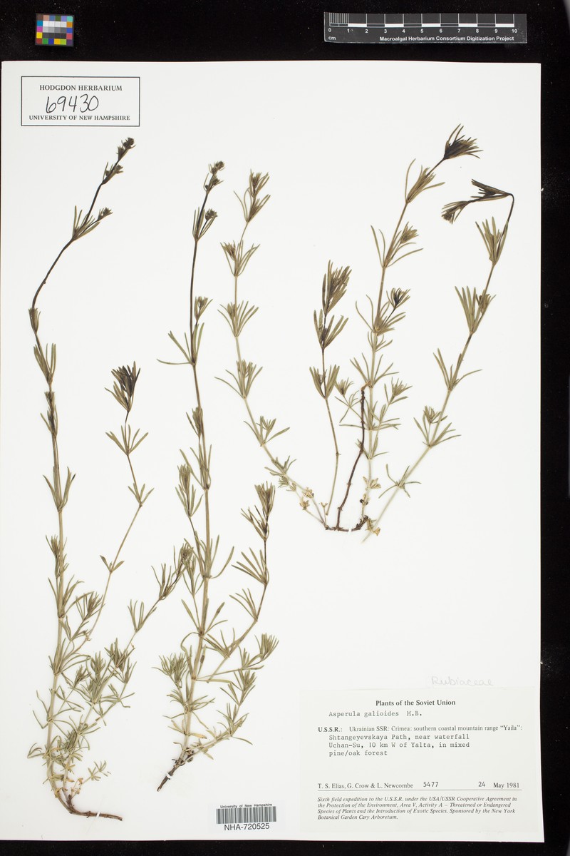 Asperula galioides