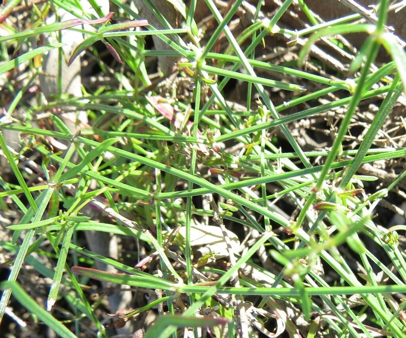 Asperula gemella photo 2