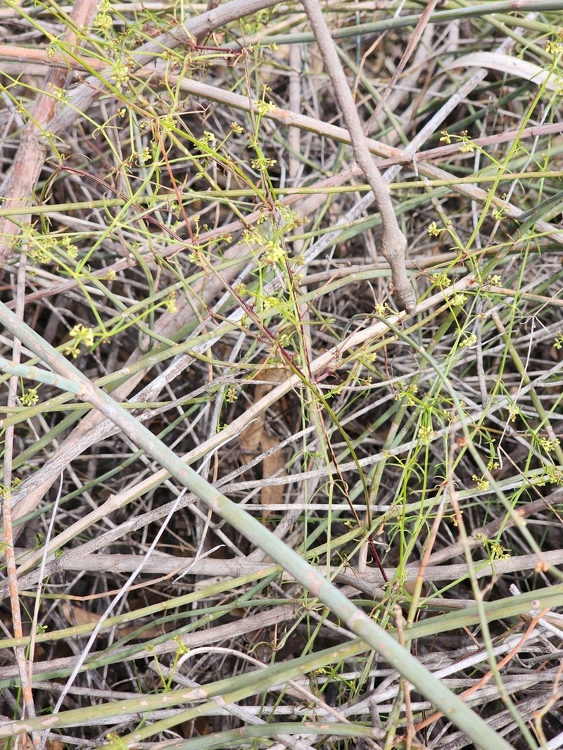 Asperula gemella photo 3