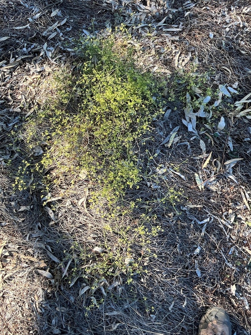 Asperula gemella photo 4