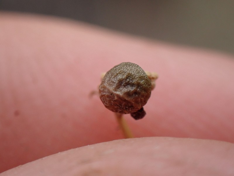 Asperula gemella photo 5
