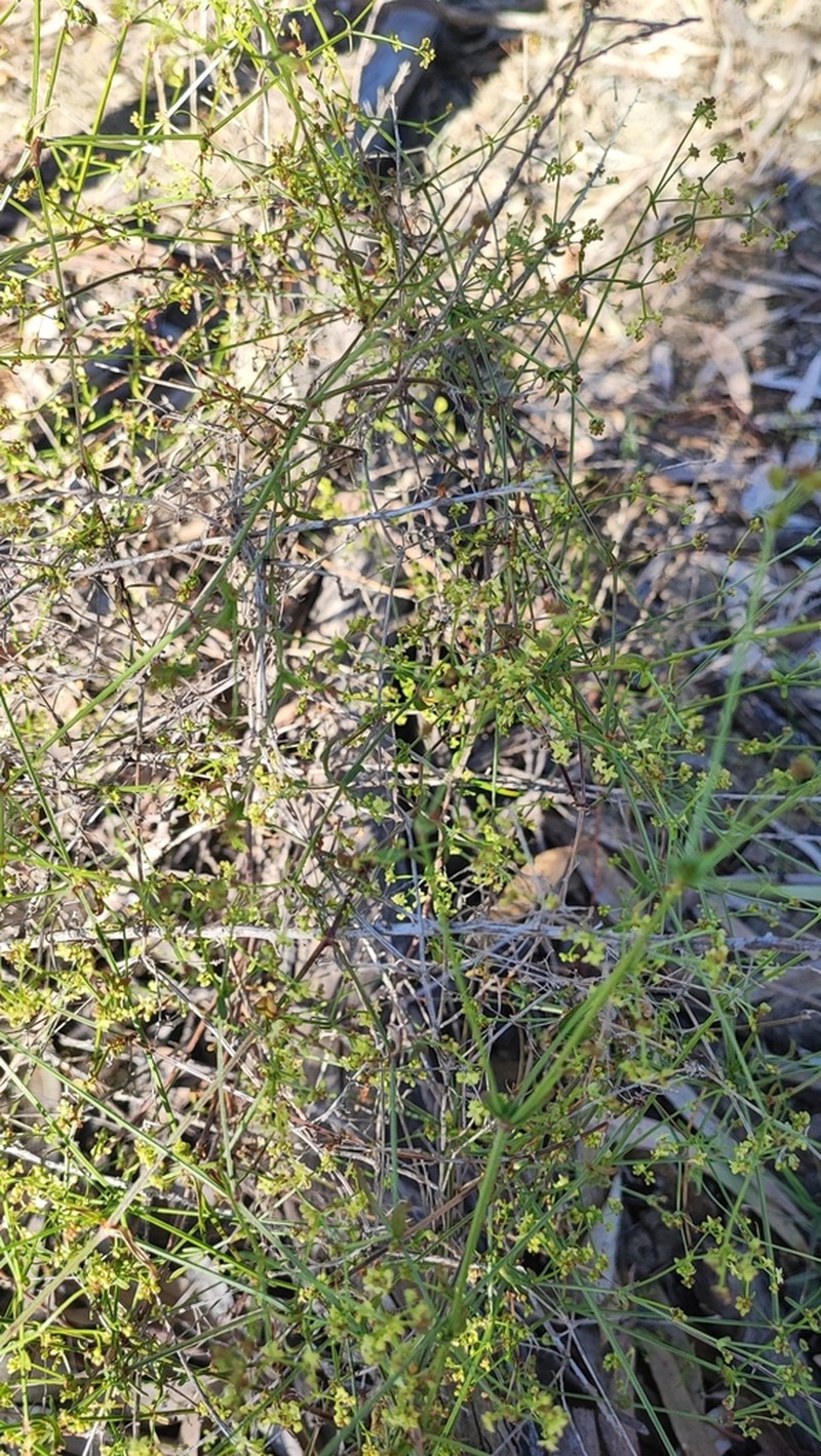 Asperula gemella photo 6