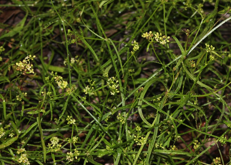 Asperula gemella photo 7